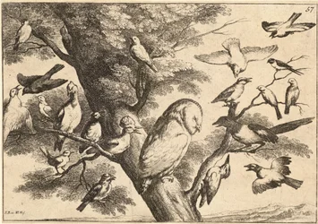 Vögel belästigen eine Eule